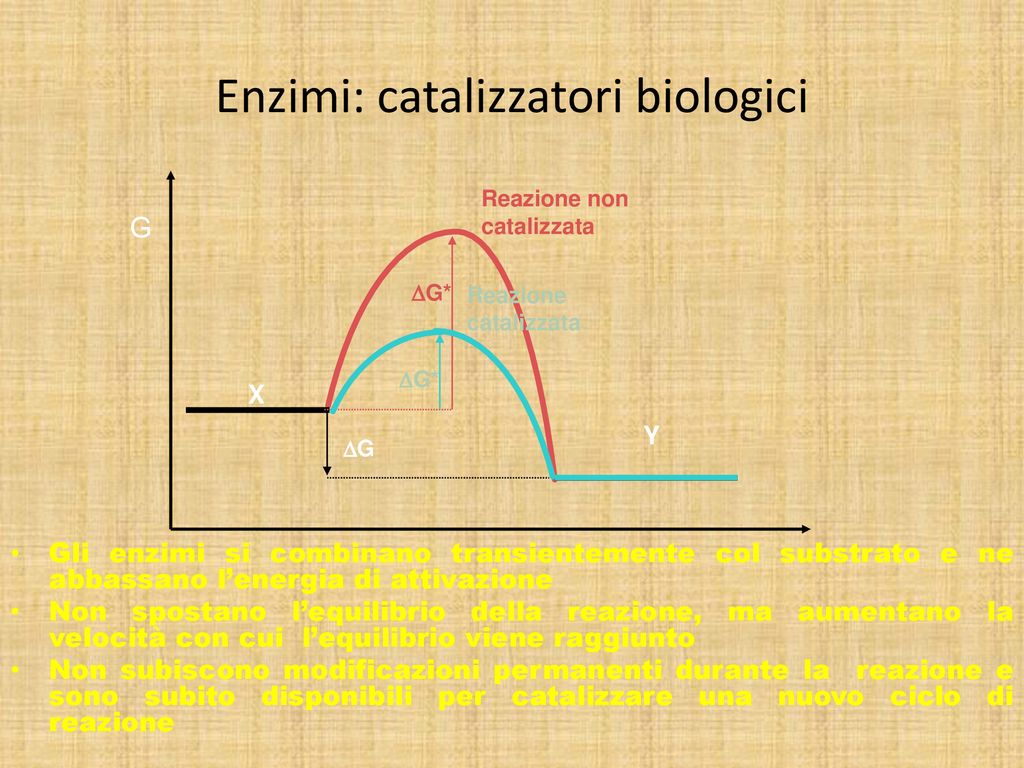 Enzimi Ppt Scaricare